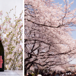 CHANDONロゼと一緒にお花見はいかが？