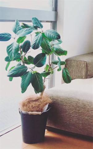 植木鉢をバケツに置きかえ ⚫︎「お花屋さんがドイツ製のブリキバケツにお花を入れて届けてくれたのがかわいいなと思い、自宅でもとり入れています。僕の家はシンプルな家具が多いので、ベーシックな鉢だとまとまりすぎてしまう。鉢にバケツを使うだけでハズシになるので重宝しています」（塩澤さん）